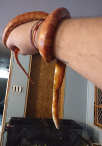 Looking for a good home for corn snake