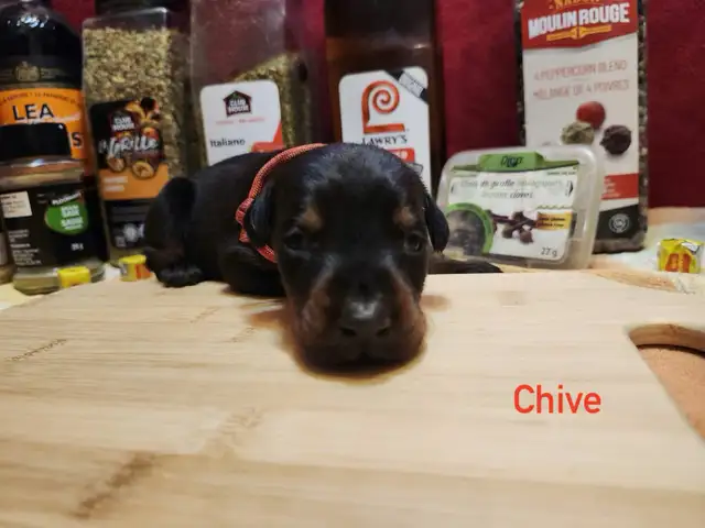 CKC Cropped Purebred European Doberman puppy in Dogs & Puppies for Rehoming in City of Toronto - Image 9