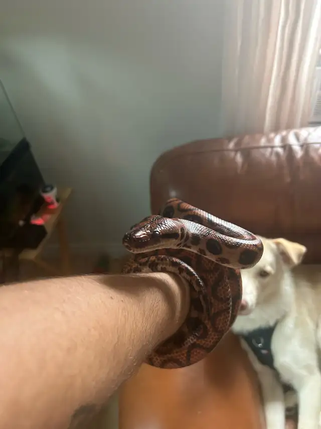 Male Rainbow Boa