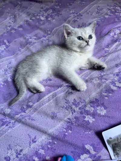Purebred British Shorthair kitten ready , View more