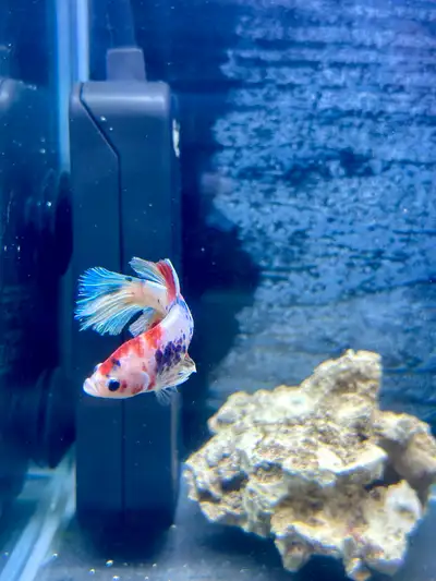Koi betta fish , View more