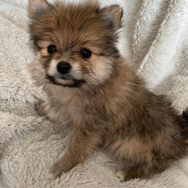 Only One Left! “TOY Teddy Bear” Pomeranian Puppies | Dogs & Puppies for ...