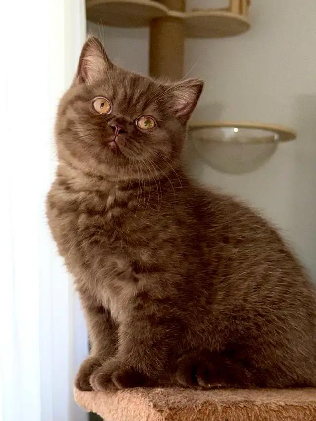 British shorthair TICA  Purebred  kittens in Cats & Kittens for Rehoming in Oakville / Halton Region - Image 2