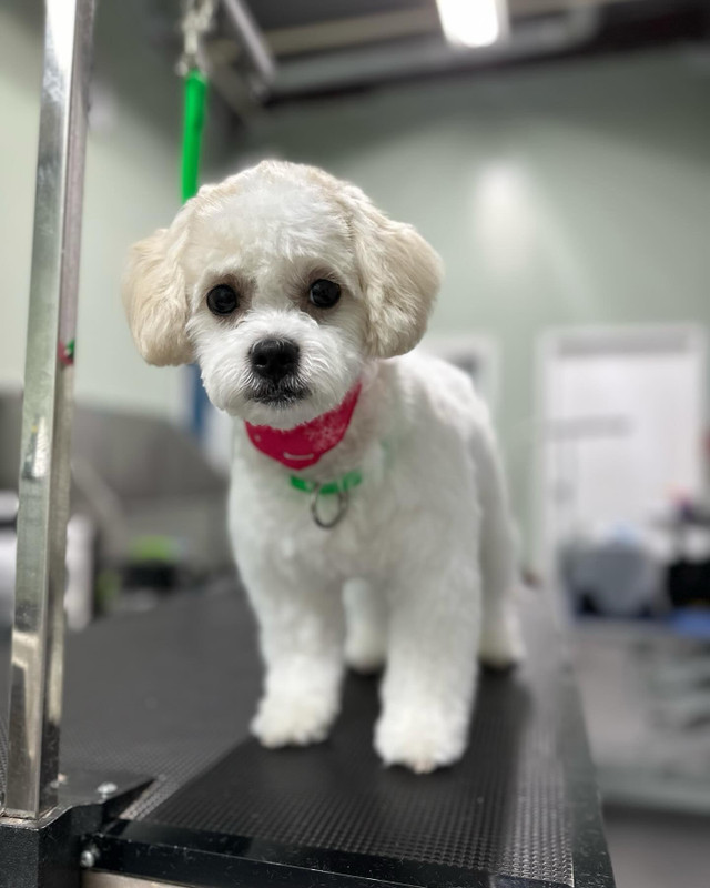 One-On-One Dog Grooming at Sprockett’s (TWO LOCATIONS) in Animal & Pet Services in Winnipeg