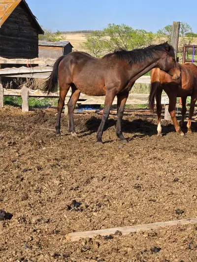 2025 stud colt *Reduced *, View more