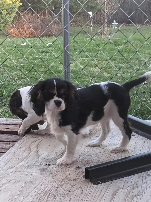 Cavalier King Charles Spaniel Puppies in Dogs & Puppies for Rehoming in City of Toronto - Image 5