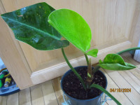 Philodendron Congo Green - (Air Purifying) Plant