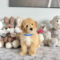 Stunning non-shedding hypoallergenic Bichon Toy Poodle puppies