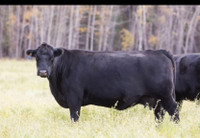Black and red angus bulls for sale!