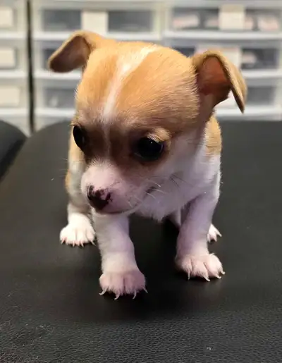 PUREBRED CHIHUAHA PUPPIES, View more