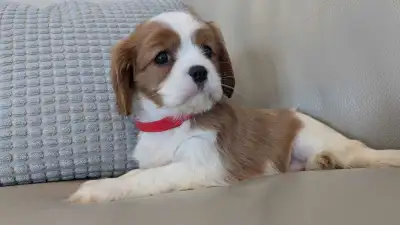 Delivering to Ontario!! Adorable Cavalier King Charles Puppies Ready for Their Forever Homes! Discov...