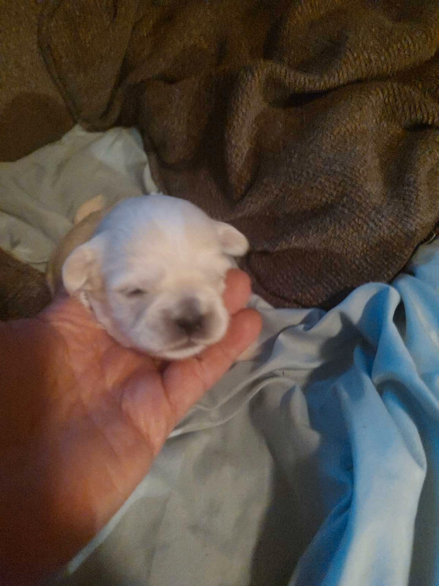 Small Puppy in Dogs & Puppies for Rehoming in Portage la Prairie - Image 3