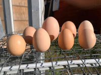 Fertilized Hatching Eggs