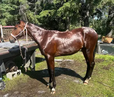 1 year old gelding , View more