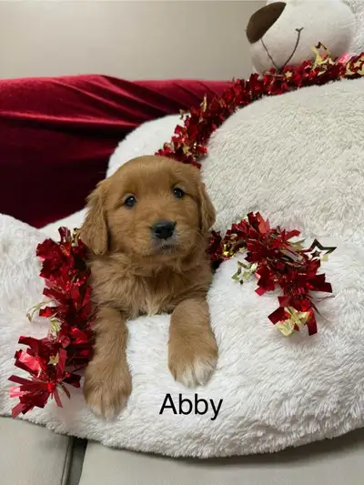 **** ONY 4 LEFT*** These little sweethearts are ready to go!! Both mom and dad are pure bred. They a...