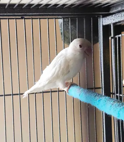 Peach Face Lovebirds. They are all between 4 weeks and 1 year old. They are not related and have no...
