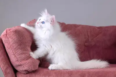 Purebred Hypoallergenic Siberian kittens. TICA registered!, View more