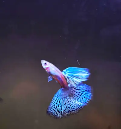 fancy guppys pure breeds , View more