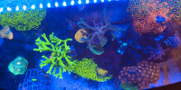 Live healthy coral Frags 