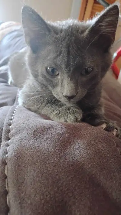 11 week old male kitten, View more