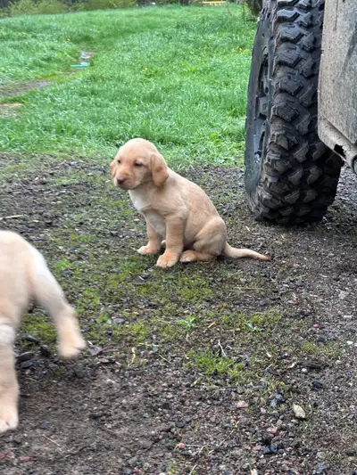 Beautiful Purebread Lab Puppies, View more