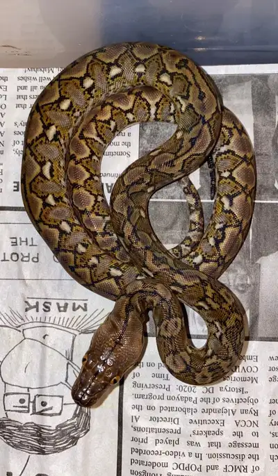 Superdwarf Retics (Siau, Karompa, Ternate), View more