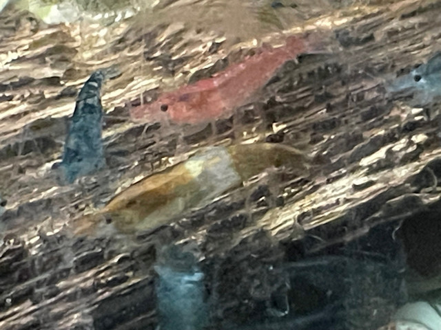 Mixed shrimp in Fish for Rehoming in Hamilton - Image 4