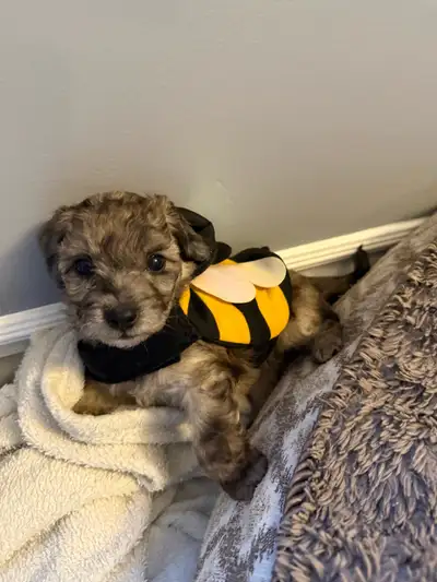 Toy bichon Poodle Pup’s  “Blue Merle’s, Parti mix’s, Blue eyes”, View more