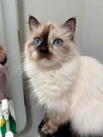 Adorable petite rag doll for rehoming, View more
