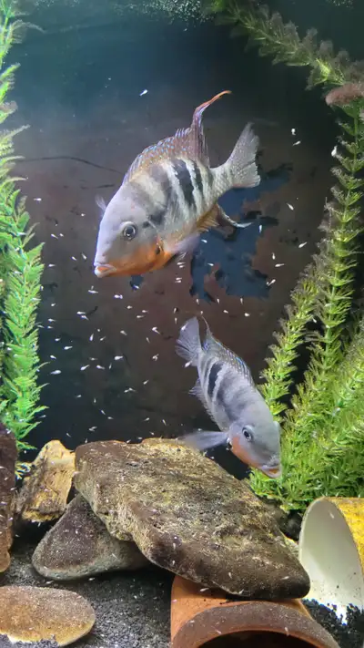 FIREMOUTH CICHLID FRYS for SALE!, View more