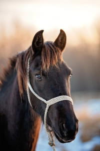 Friesian X QH with eligible Friesian Registration Papers