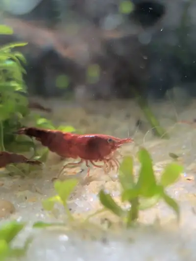 Cherry shrimp, View more