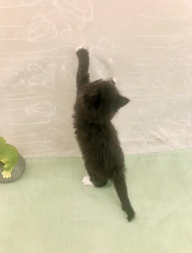 Maine Coon Sweetheart for Sale to Good Home