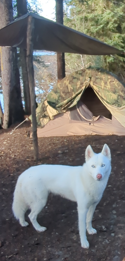 Dog Adoption: Husky!, View more