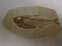 "DIPLOMYSTUS" FOSSIL FISH