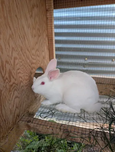 10 week old new Zealand rabbits. $20/rabbit. Can be sold together or they can be separated. Located...