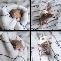 [Iros Rattery] baby rats May adoption (8 boys and 5 girls left!)