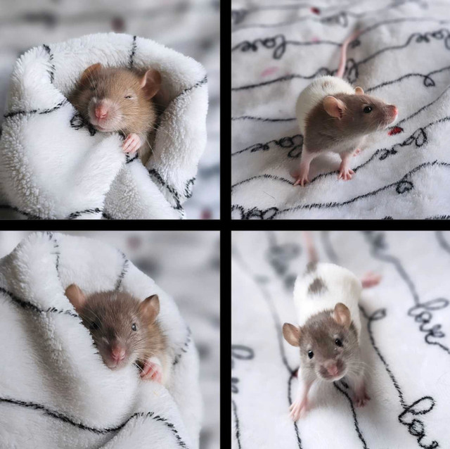 [Iros Rattery] baby rats available for May adoption in Small Animals for Rehoming in Burnaby/New Westminster