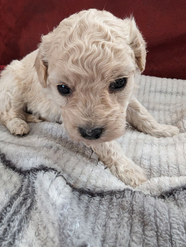 Maltipoo Puppies in Dogs & Puppies for Rehoming in City of Halifax - Image 4