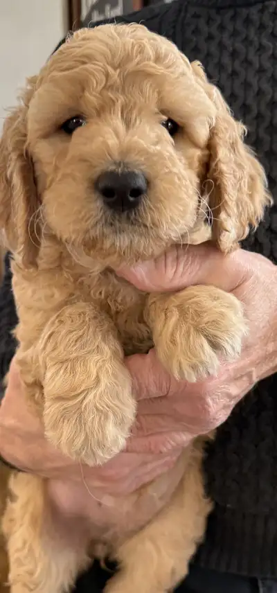 One male and two females available. Cuddly and sweet little ones ready for forever families this Chr...