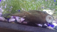Pleco Fish, juvenile, dark color