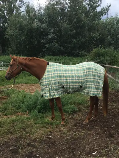 Cute 7 year old grade mare warmblood/ qh/appaloosa cross 15.1 hh. Lady is a very well put together m...