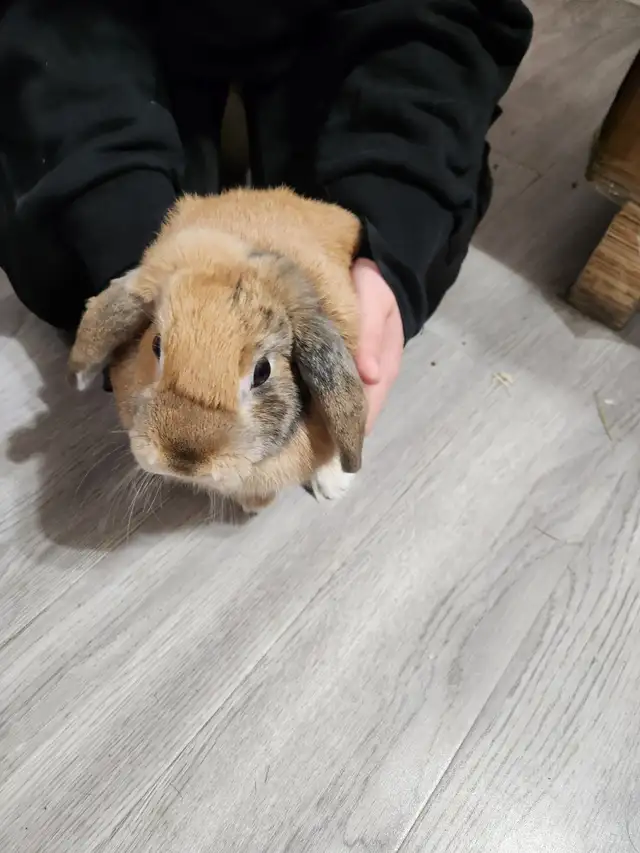 Dutch Giant Rabbit