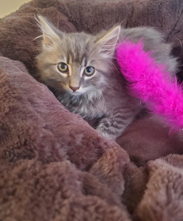Longhaired Female Kitten in Cats & Kittens for Rehoming in Abbotsford