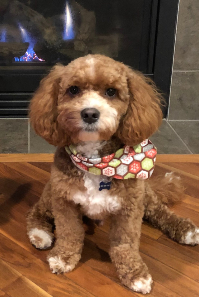 Cavapoochon and Cavapoo Waitlist in Dogs & Puppies for Rehoming in Edmonton