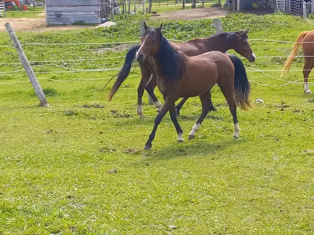 3yo Purebred Arabian filly in Horses & Ponies for Rehoming in Owen Sound - Image 5