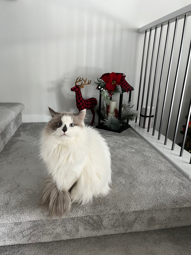 MALE RAGDOLL in Cats & Kittens for Rehoming in Calgary - Image 4