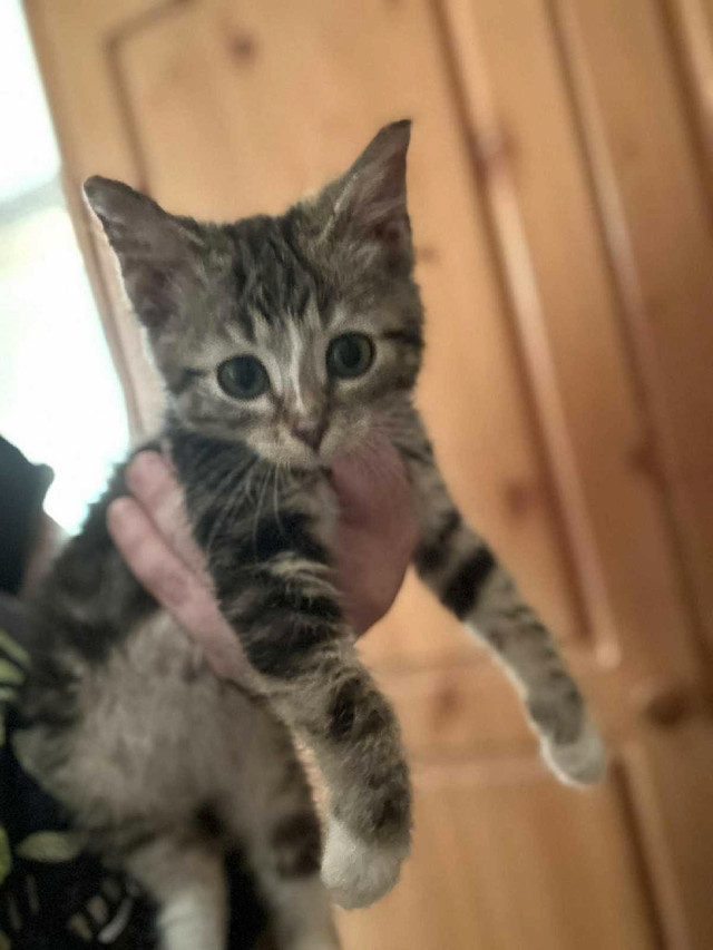 siberian x in Cats & Kittens for Rehoming in Abbotsford - Image 2