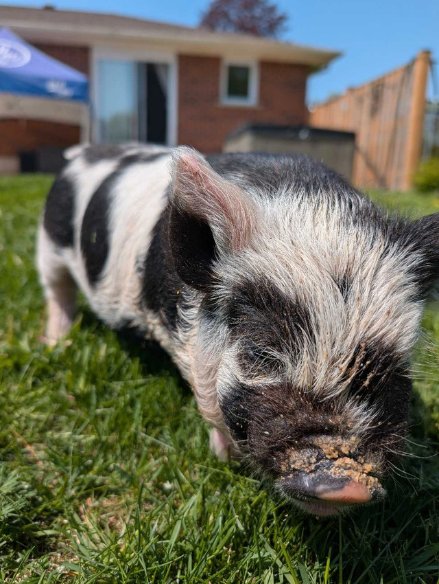 Registered kune kune male piglet in Livestock in Norfolk County - Image 2