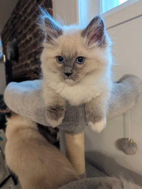 Chatons ragdoll